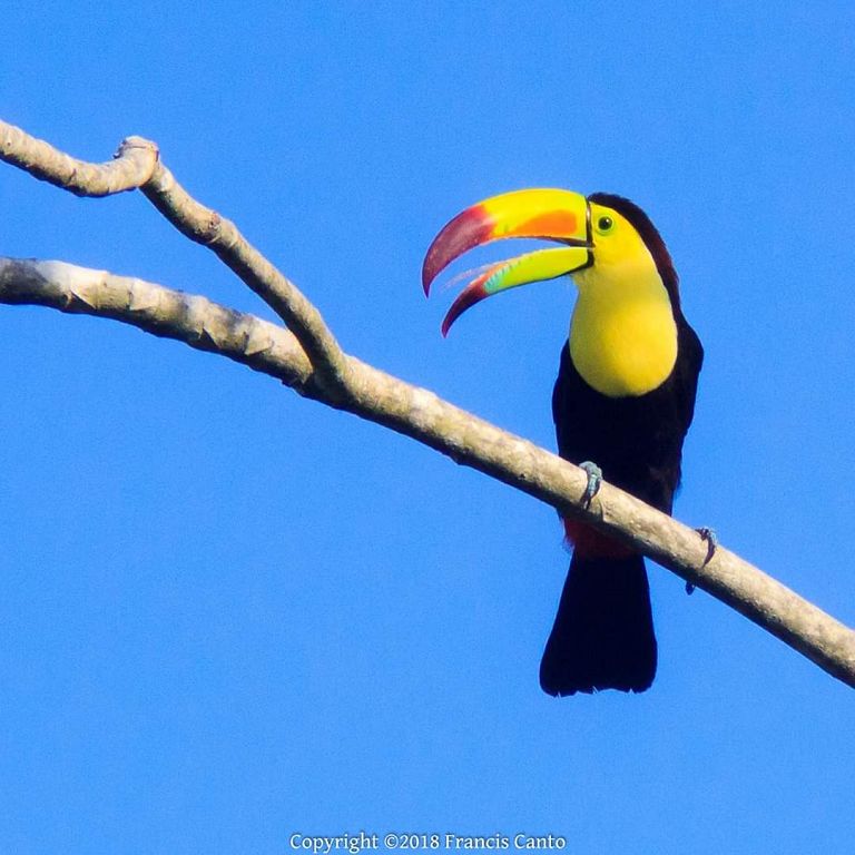 Wings of Belize