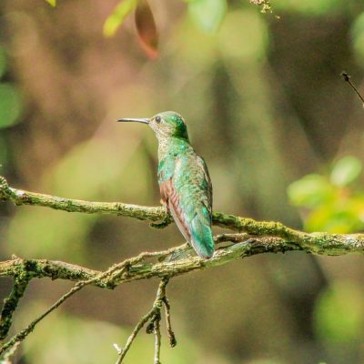 Belize Zoo Birding Tour