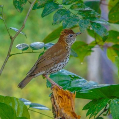 El Pilar Maya Forest Birding Tour