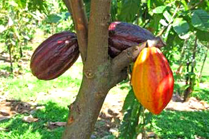 Chocolate making in Belize