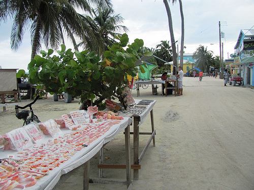 Conch season in Belize