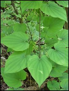 Common Medicinal Plants of Belize