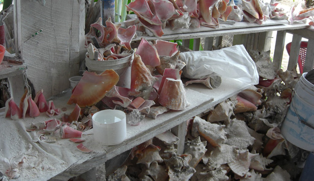 Conch season in Belize