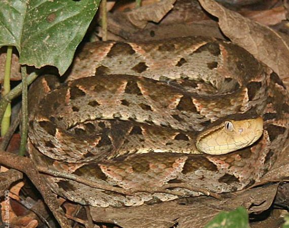 Creepy animals in Belize