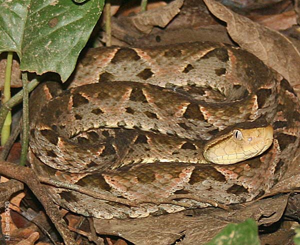 Creepy animals in Belize