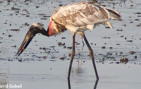 Rare birds of Belize