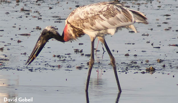 Rare birds of Belize