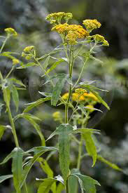 Common Medicinal Plants of Belize