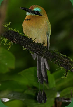 Rare birds of Belize