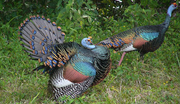 Rare birds of Belize