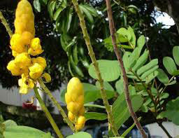 Common Medicinal Plants of Belize