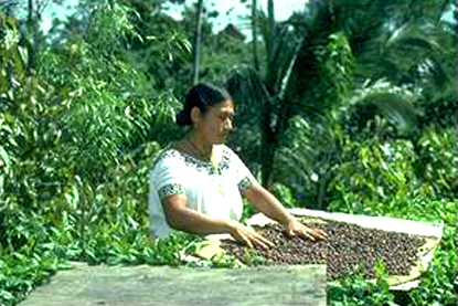 Chocolate making in Belize