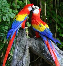 Rare birds of Belize