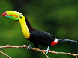 Belize Toucan