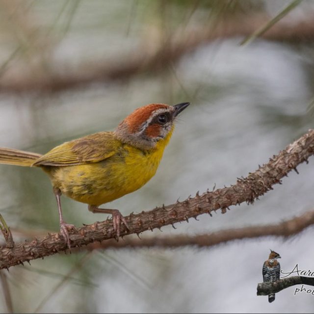 Birds of Mountain Pine Ridge Belize