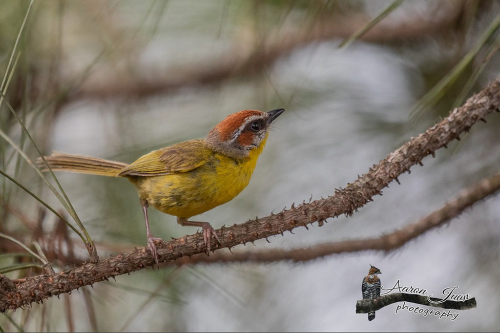 Birds of Mountain Pine Ridge Belize