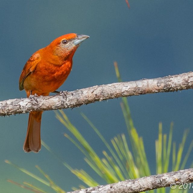 Birds of Mountain Pine Ridge Belize