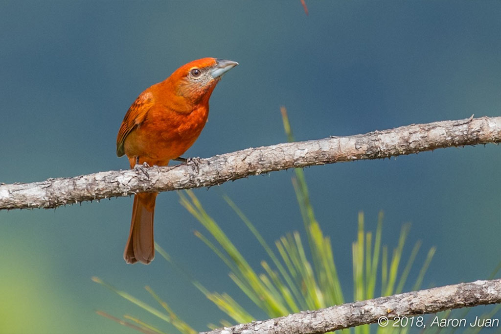 Birds of Mountain Pine Ridge Belize