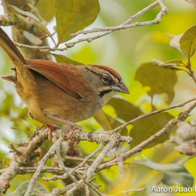 Birds of Mountain Pine Ridge Belize