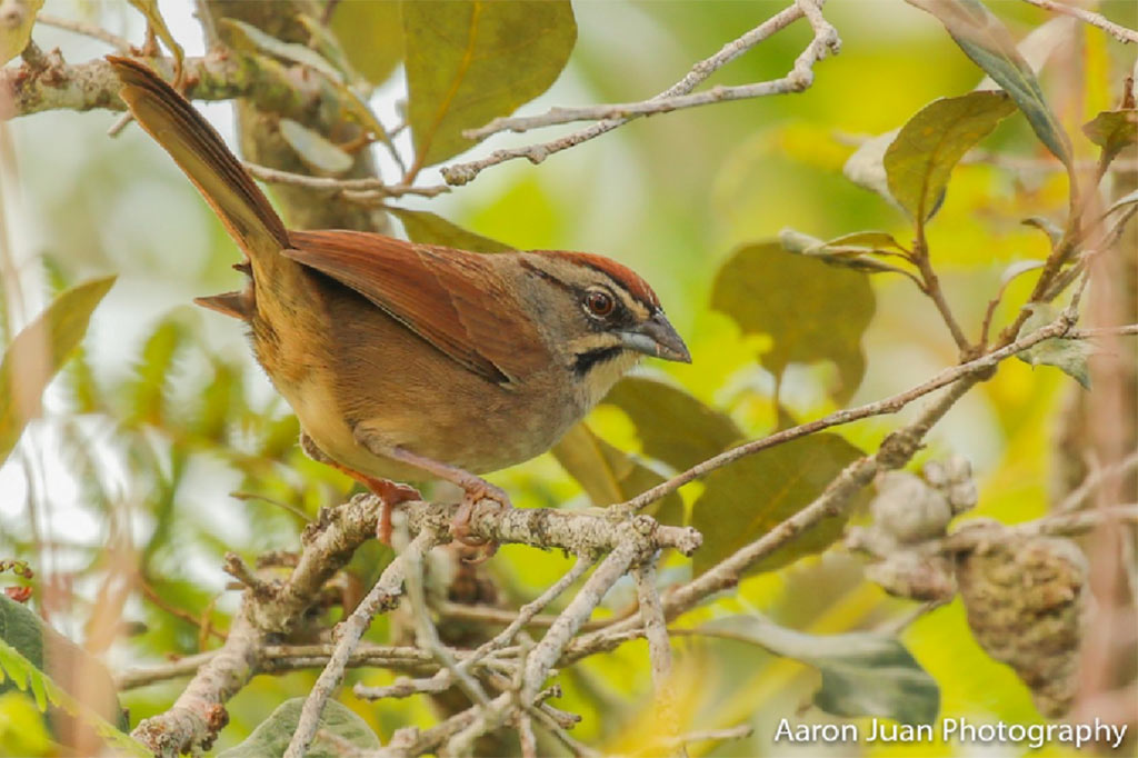 Birds of Mountain Pine Ridge Belize