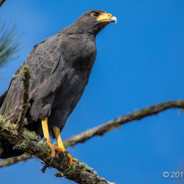 Birds of Mountain Pine Ridge Belize