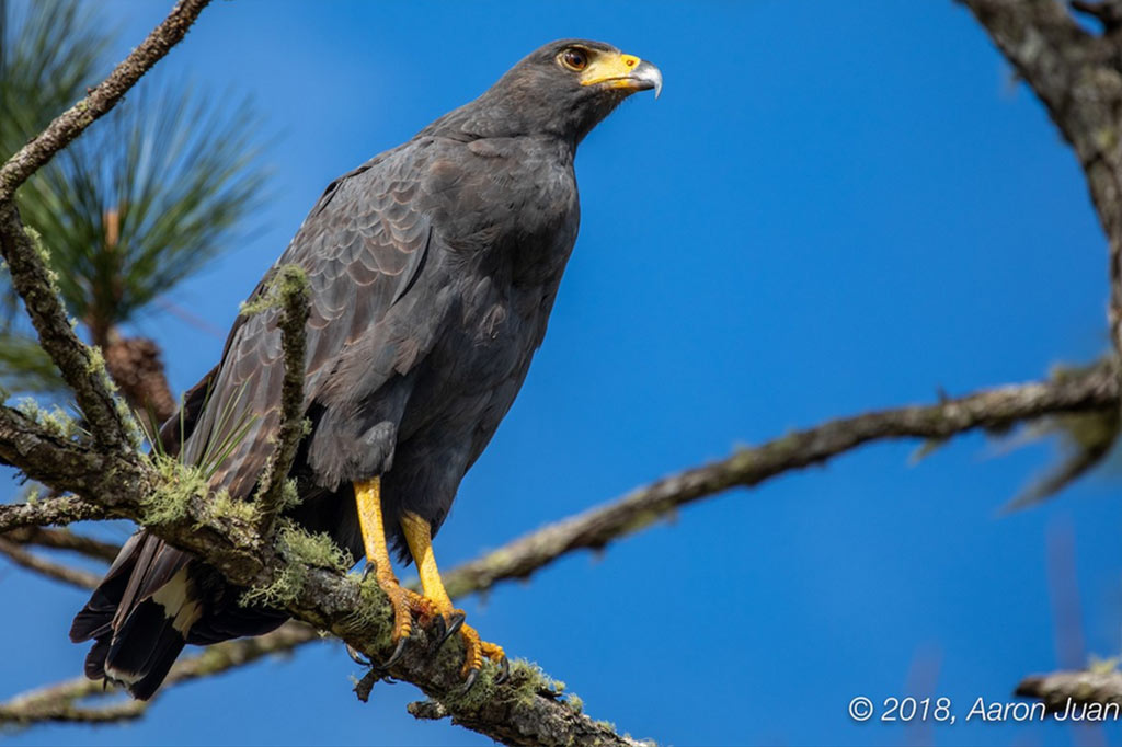 Birds of Mountain Pine Ridge Belize