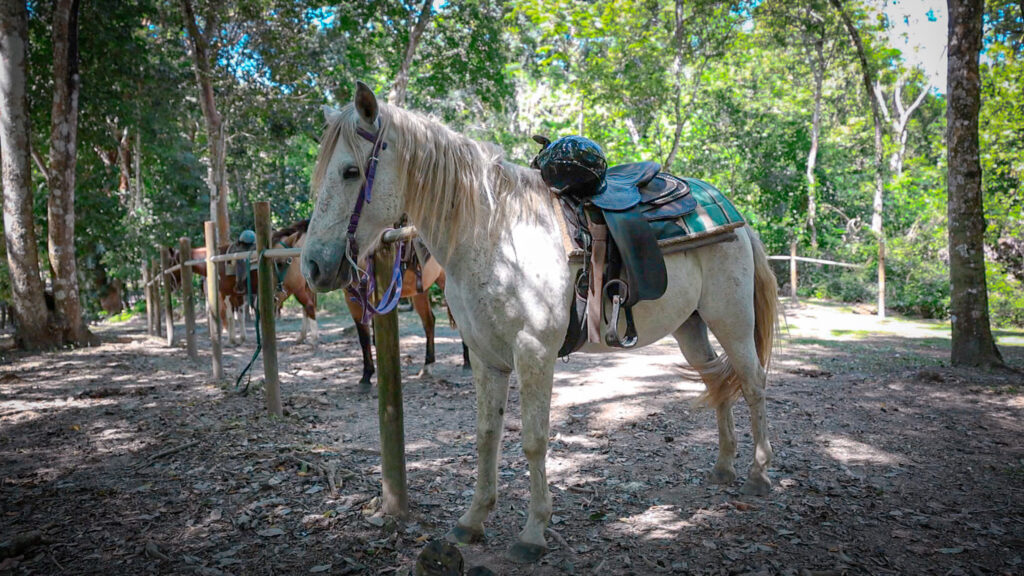 Horseback riding in Belize