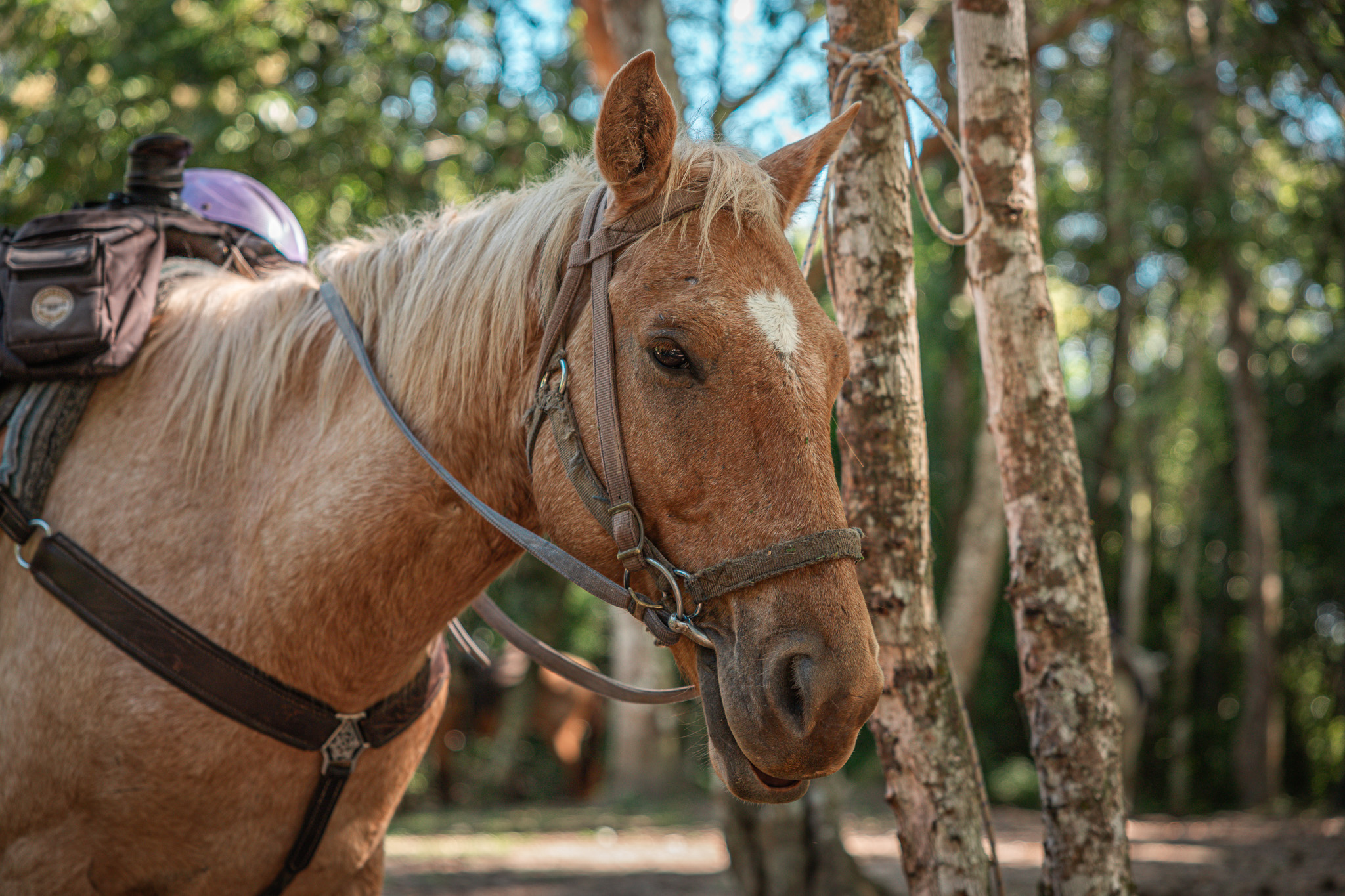 Horseback riding in Belize