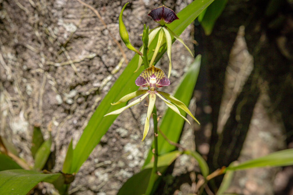 Black orchid