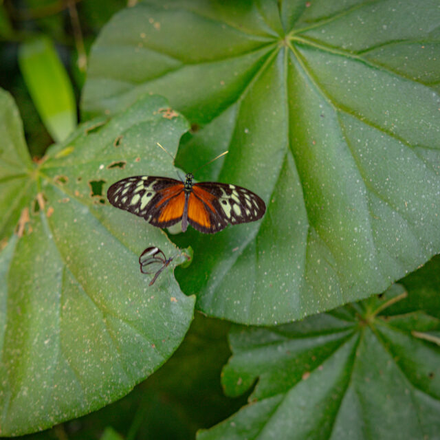 Butterfly tour in belize