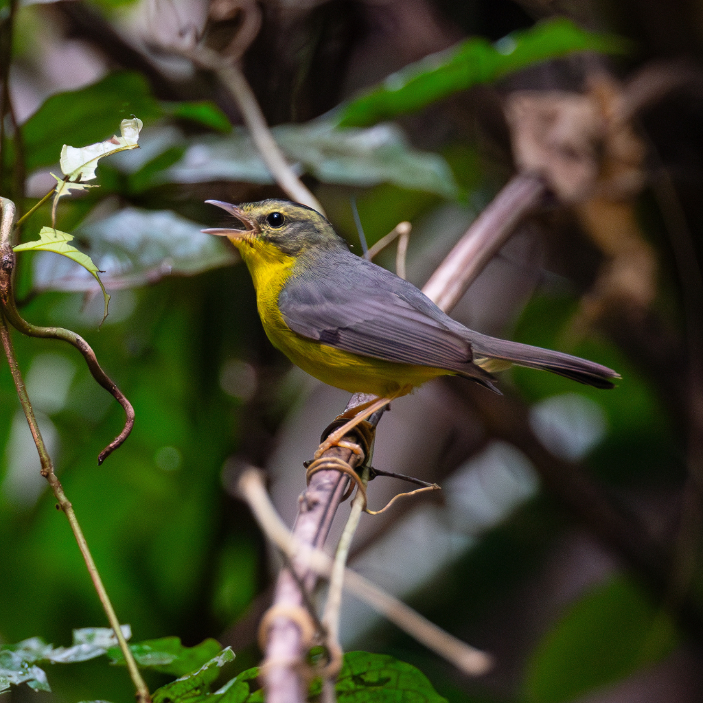 Birding Tours in Belize