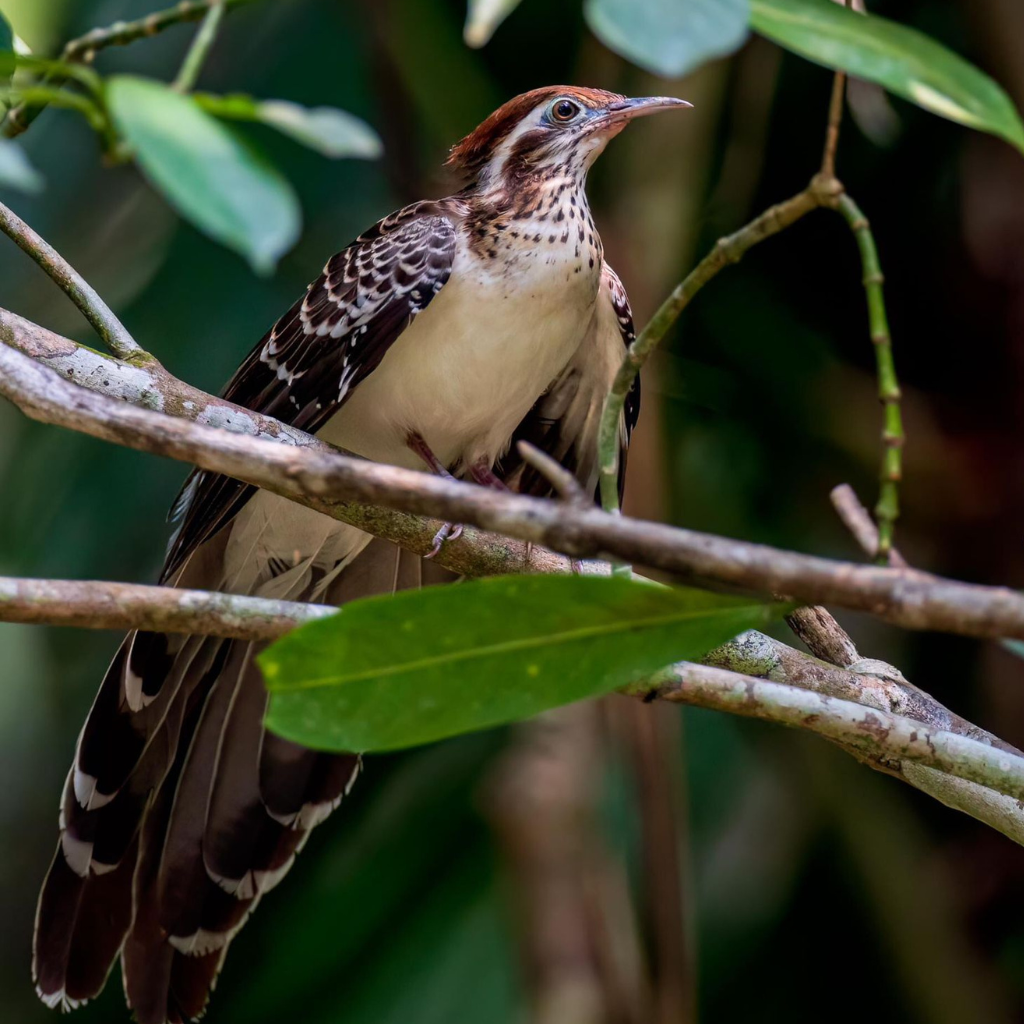 Birding Tours in Belize