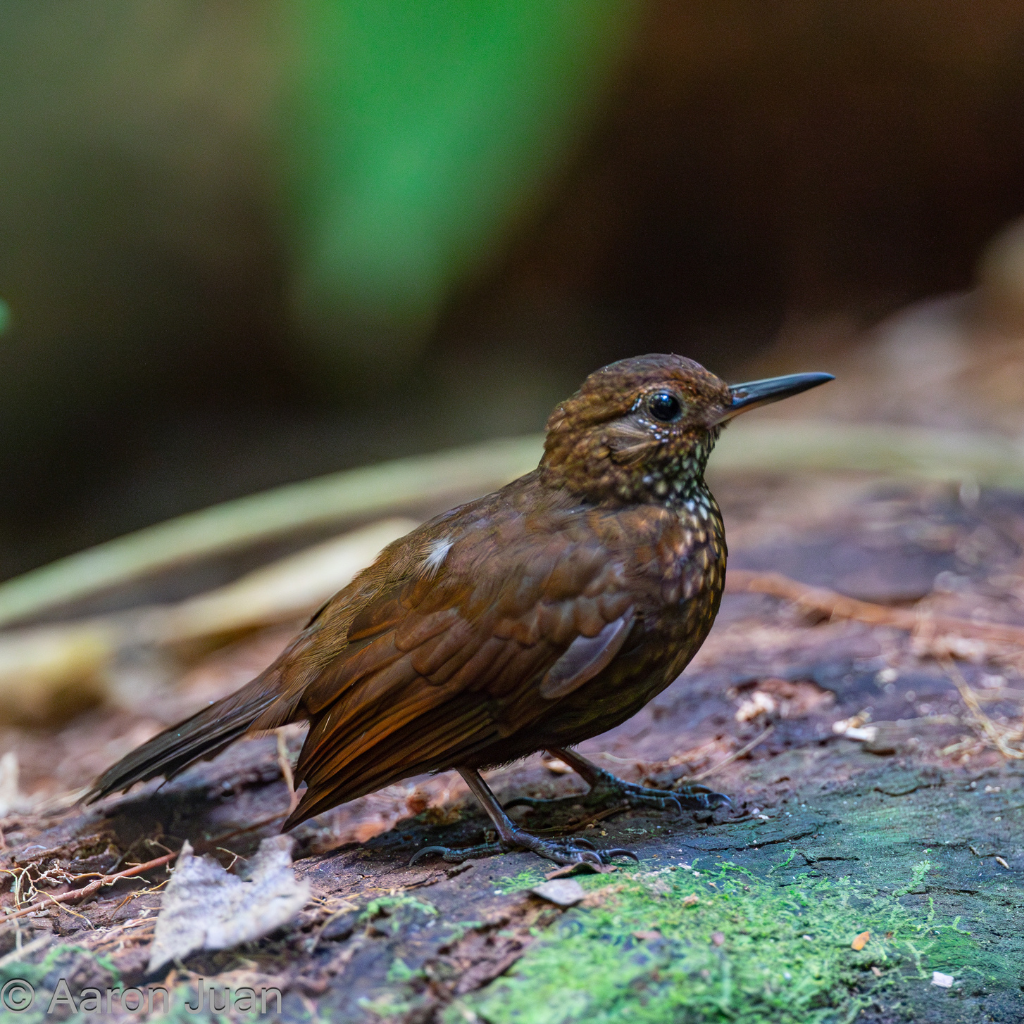 Birding Tours in Belize