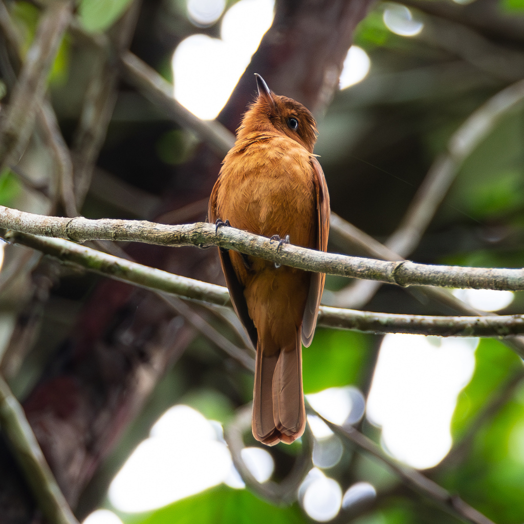 Birding Tours in Belize
