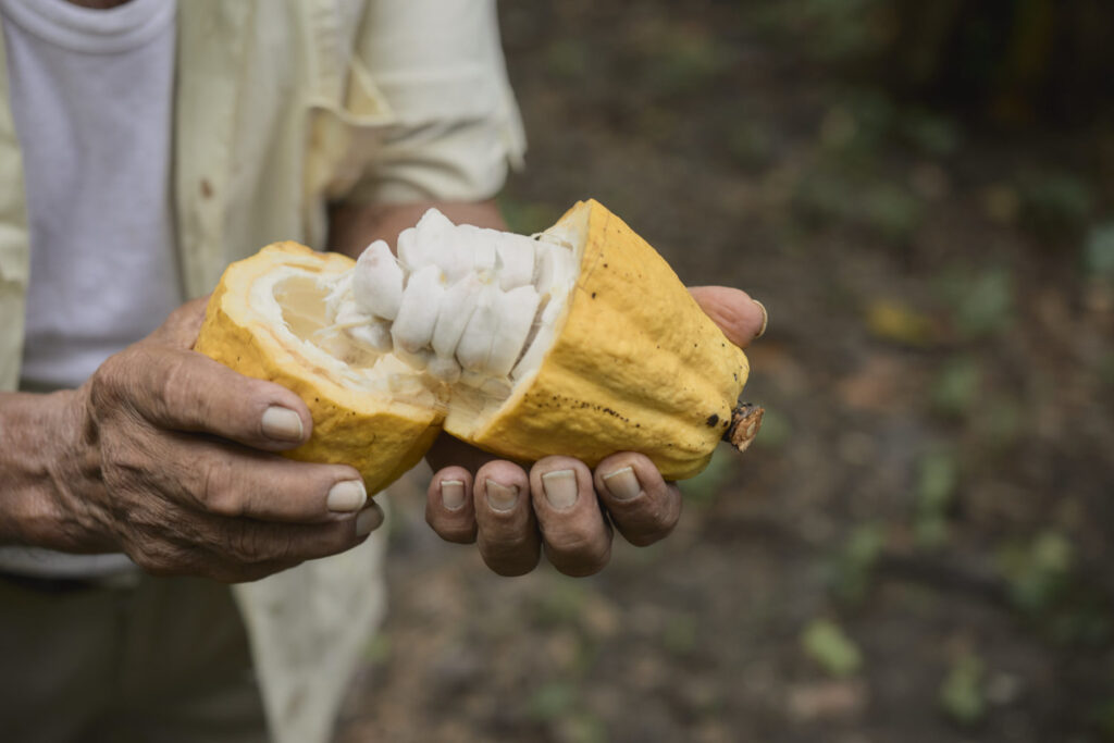 Ajaw maya chocolate tour