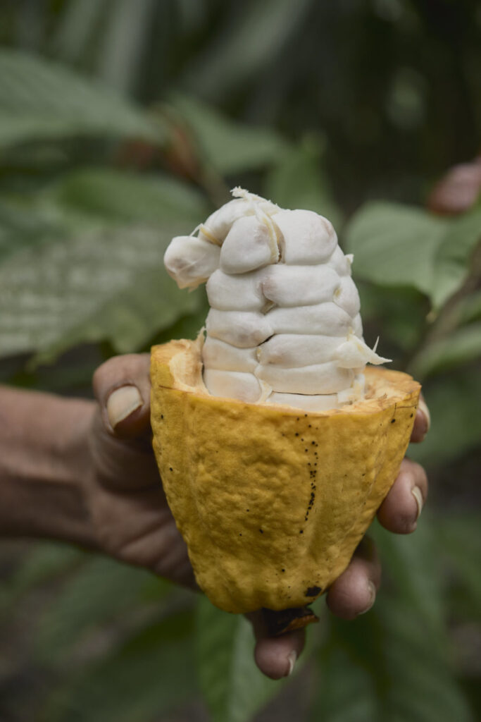 Ajaw maya chocolate tour