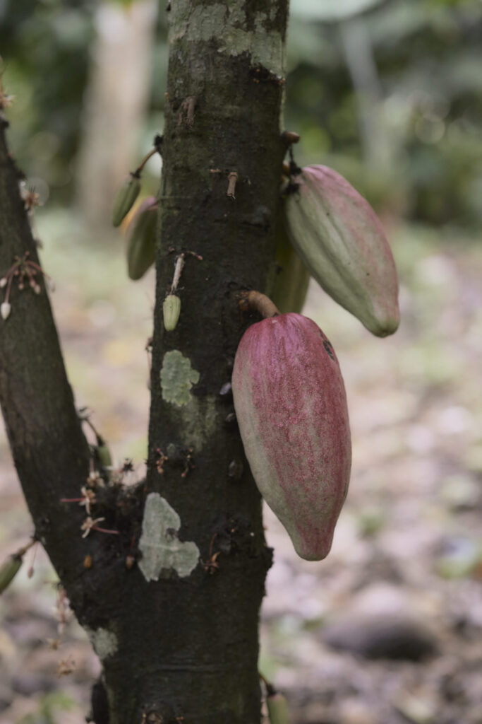 Ajaw maya chocolate tour