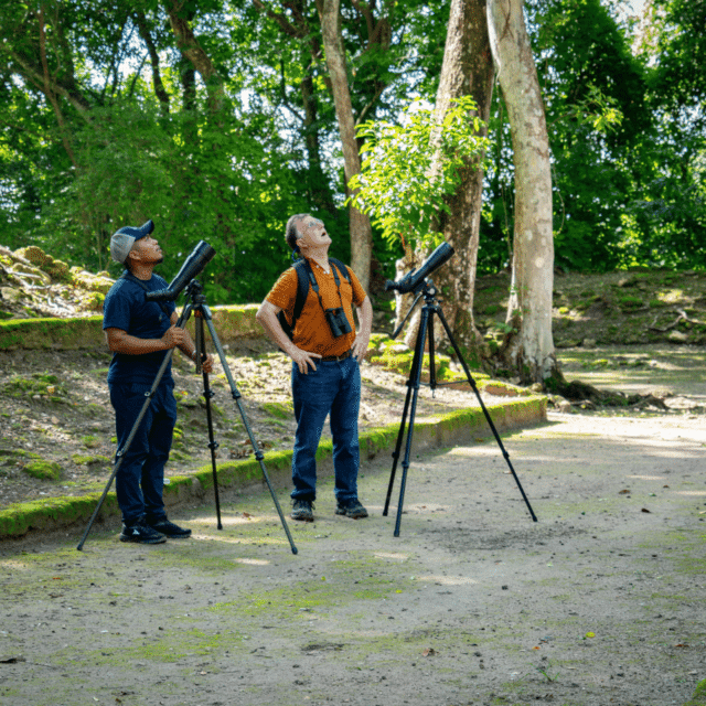 Birding in Cahal Pech