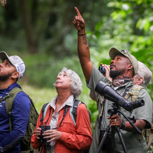 Belize Birding Tour