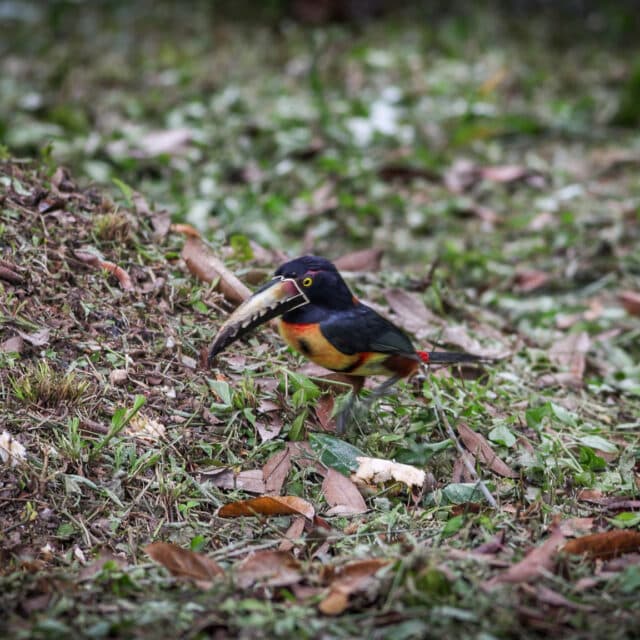 Belize Birding Tour