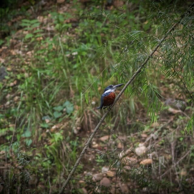 Belize Birding Tour