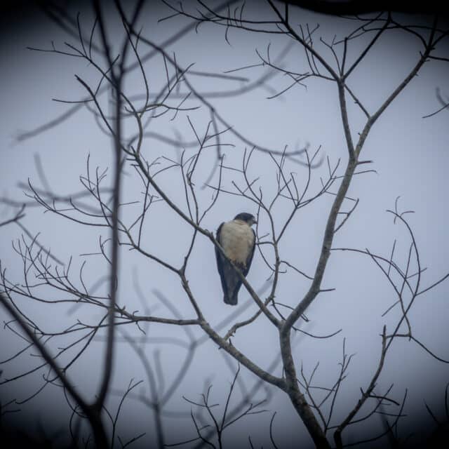 Belize Birding Tour