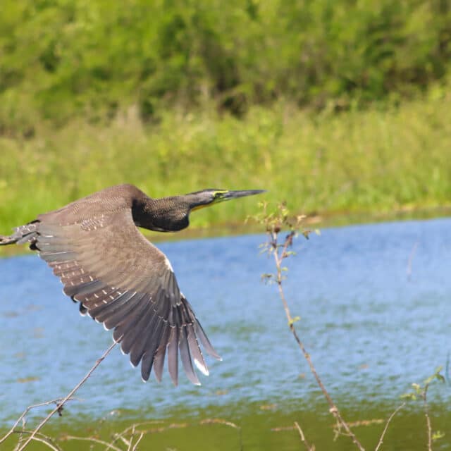 Belize Birding Tour
