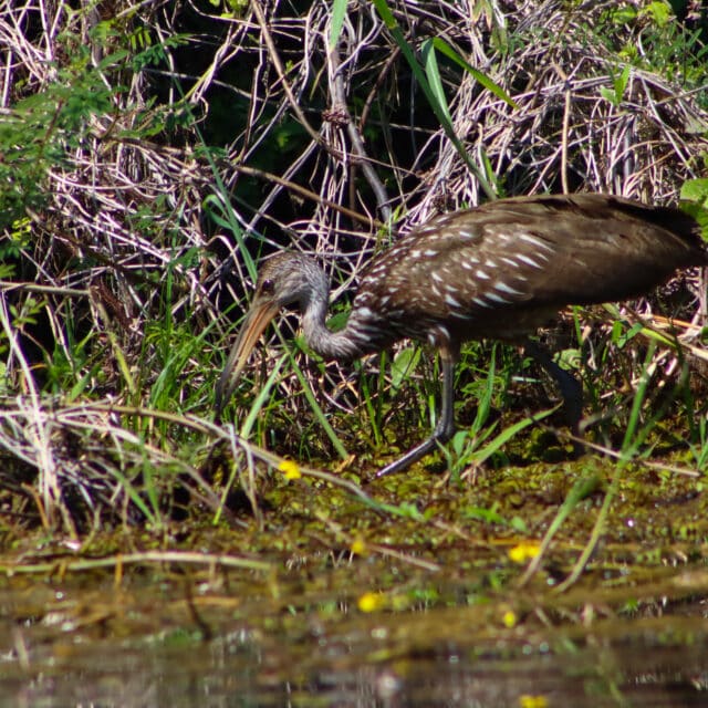 Belize Birding Tour