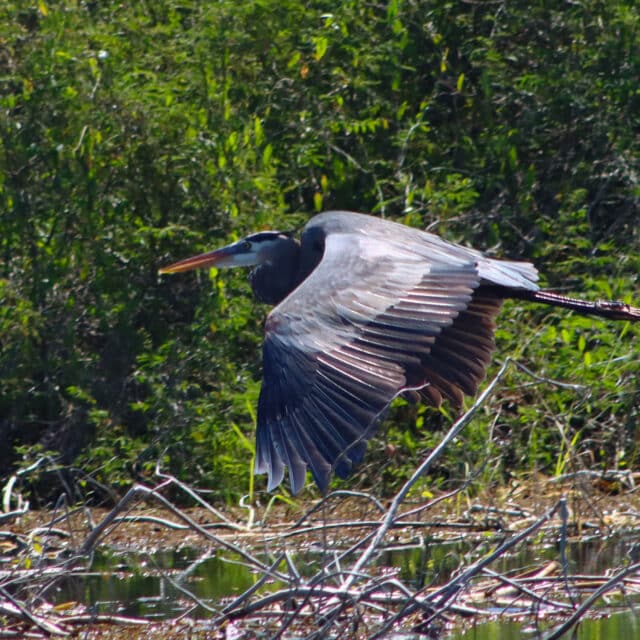 Belize Birding Tour