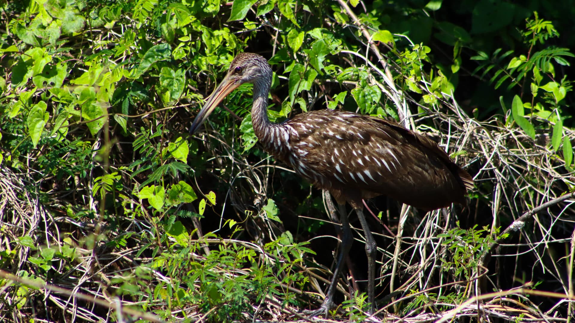 Belize Birding Tour