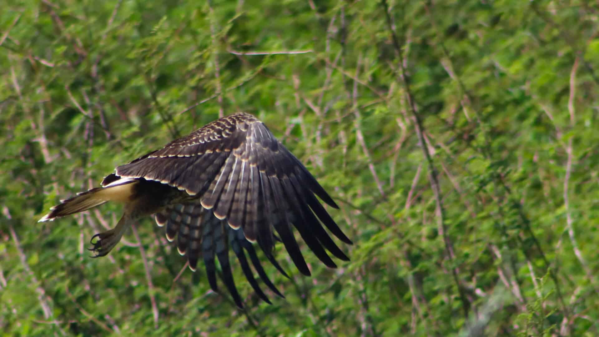 Belize Birding Tour