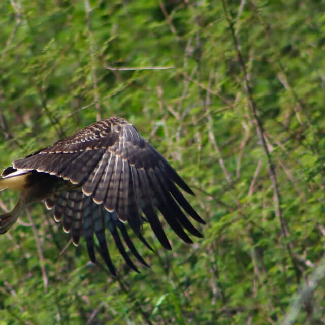 Belize Birding Tour