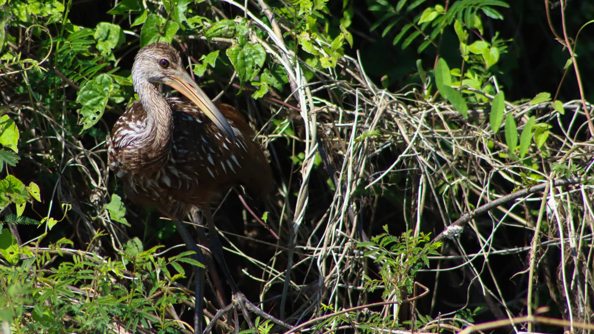 Belize Birding Tour