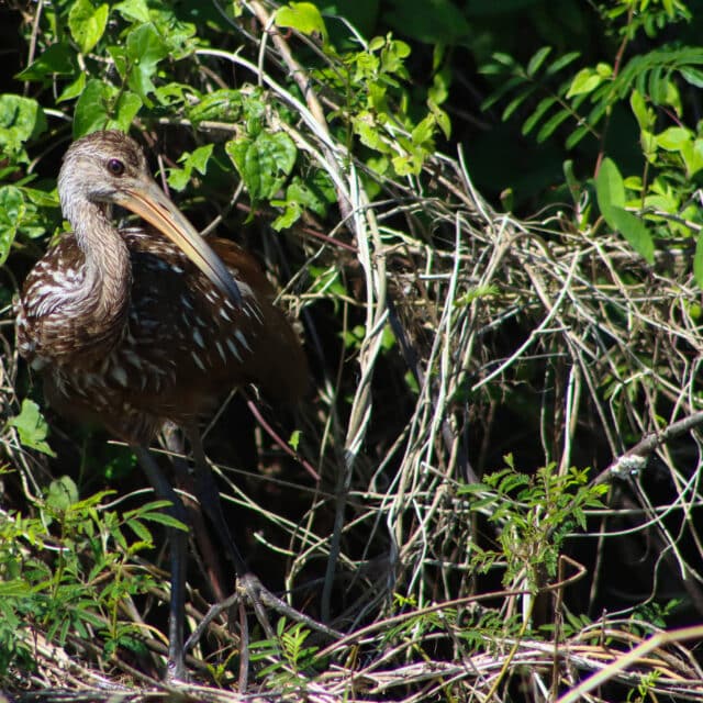 Belize Birding Tour